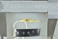 SGQ0933 Elacatinus puncticulatus.jpg