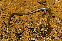 EGP0425 Tantilla bocourti.jpg