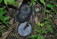 DK0731 Fungi.jpg