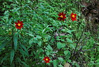 DK0589 Dahlia coccinea.jpg