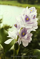649 Eichhornia crassipes.jpg