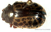 SLP017 Calligrapha felina.jpg