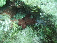 VDLCF0200 Amphimedon compressa.jpg