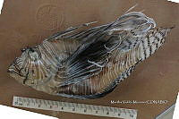 HE009 P 1537 Pez león asiático.jpg