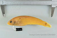 SGQ0728 Halichoeres dispilus.jpg