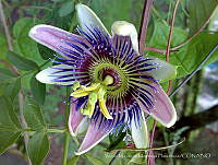 VMMP001 Passiflora sp..jpg