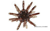 NE018 1014 Eucidaris tribuloides.jpg
