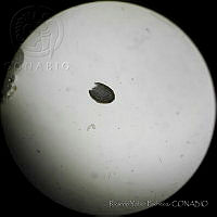 RYP0034 Pterocladiella capillacea.jpg