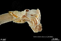 ME006 Pol 0180 Spirobranchus giganteus.jpg