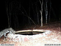 MAGB 0070 Leopardus pardalis.JPG