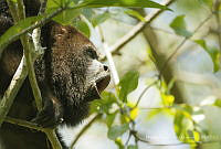 MASM07372 Alouatta palliata.jpg