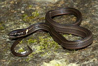 VHL0508 Rhadinaea hesperia.jpg