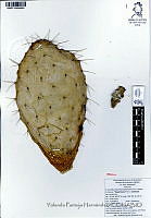 YPH2324 Opuntia hyptiacantha.jpg