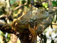 VASI01 Iguana iguana.jpg
