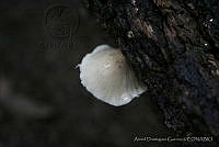ADG0082 Fungi.JPG