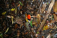 DK0774 Amanita sp..jpg