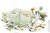 JMRM0028 Mammillaria parkinsonii.jpg