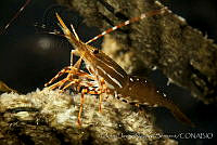 CNS1303 Pandalus platyceros.jpg