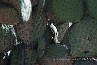 PRB0477 Toxostoma curvirostre.jpg