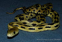 MDL0312 Pituophis lineaticollis.jpg