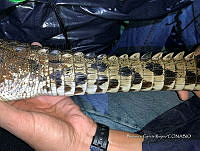 TE001 0008 Crocodylus acutus.jpg