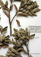 SVA0012 Quercus opaca.JPG