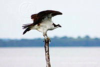 ARR012 Pandion haliaetus.jpg