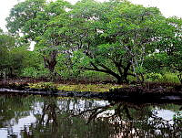 ME003 0124 Crocodylus moreletii.jpg
