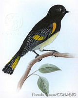 HR0058 Setophaga ruticilla.jpg