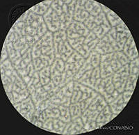 SL2686 Atriplex suberecta.jpg