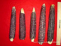 SinOPV278 Zea mays.jpg