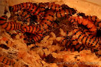 OIEA0027 Cactoblastis cactorum.jpg