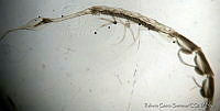 RGS0072 Rhabdosoma whitei.jpg
