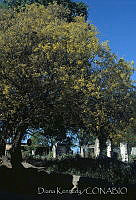 DK2315 Guachepil, Oaxaca (2).jpg