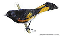MAPM0073 Setophaga ruticilla.jpg