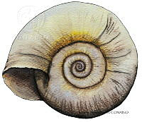 RAA1027 Biomphalaria obstructa.jpg