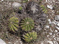 OTVHK040-533 Ferocactus haematacanthus.TIF