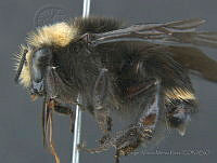 JAMR020 Bombus vosnesenskii.jpg