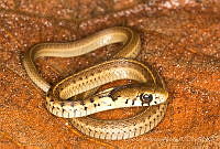 ECA0323 Thamnophis godmani.jpg