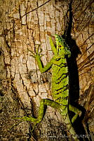 EGP0415 Laemanctus serratus.jpg