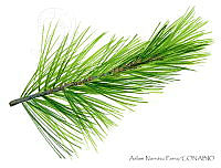 ANP0165 Pinus strobus var. chiapensis.jpg