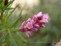RAMR027 Polygonum mexicanum.jpg