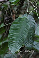 Yolox 567 Philodendron inaequilaterum.jpg