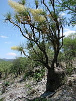 CGL0331 Beaucarnea gracilis.jpg