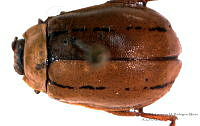 GMRM0109 Disonycha militaris.jpg