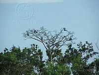 JGCA001 Ateles geoffroyi.jpg