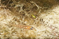 IDG1507 Coryphopterus personatus.jpg