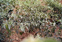 DK2095 Capsicum annuum.jpg