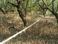 MBM002 Avicennia germinans.jpg