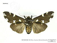 ZJJG0115 Arachnis sp..jpg